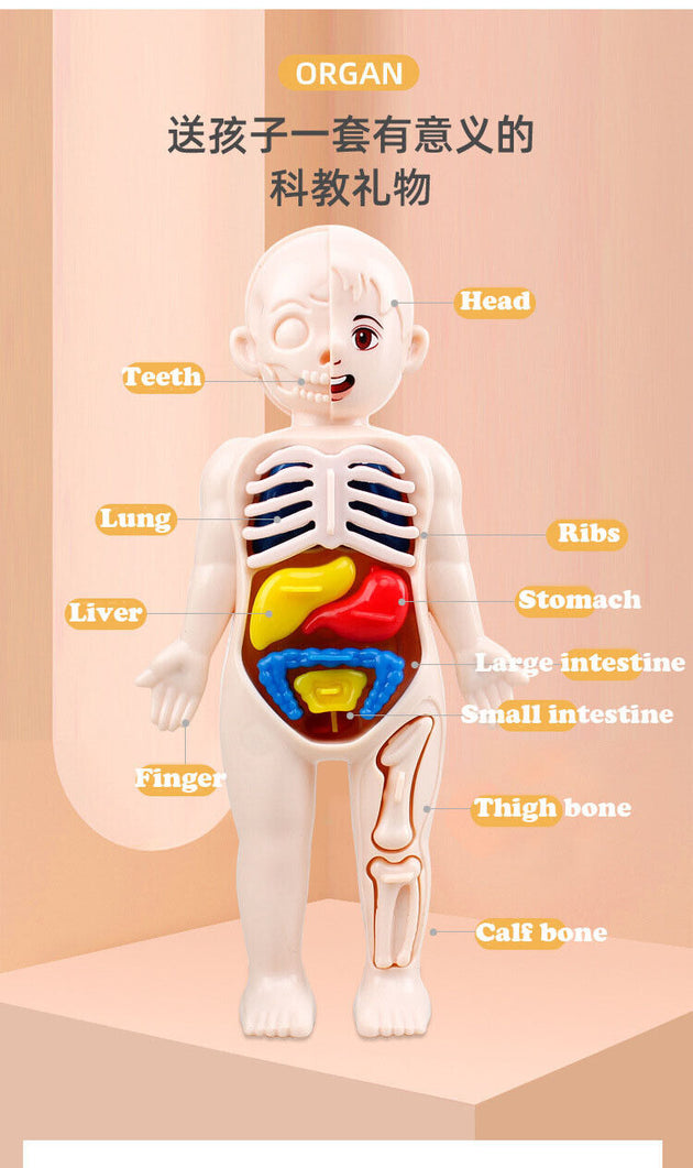 Human Body Anatomy 3D Puzzle  Kids  Learning Toy - Chys Thijarah