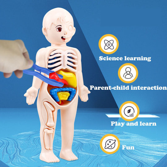 Human Body Anatomy 3D Puzzle  Kids  Learning Toy - Chys Thijarah