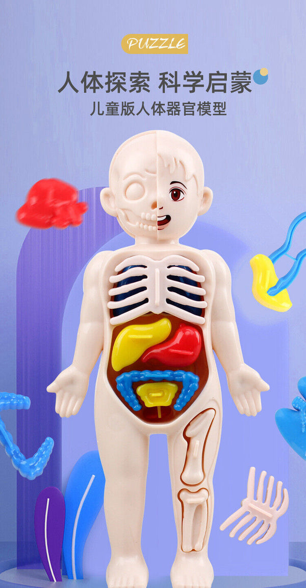 Human Body Anatomy 3D Puzzle  Kids  Learning Toy - Chys Thijarah