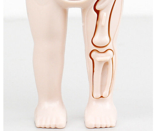 Human Body Anatomy 3D Puzzle  Kids  Learning Toy - Chys Thijarah