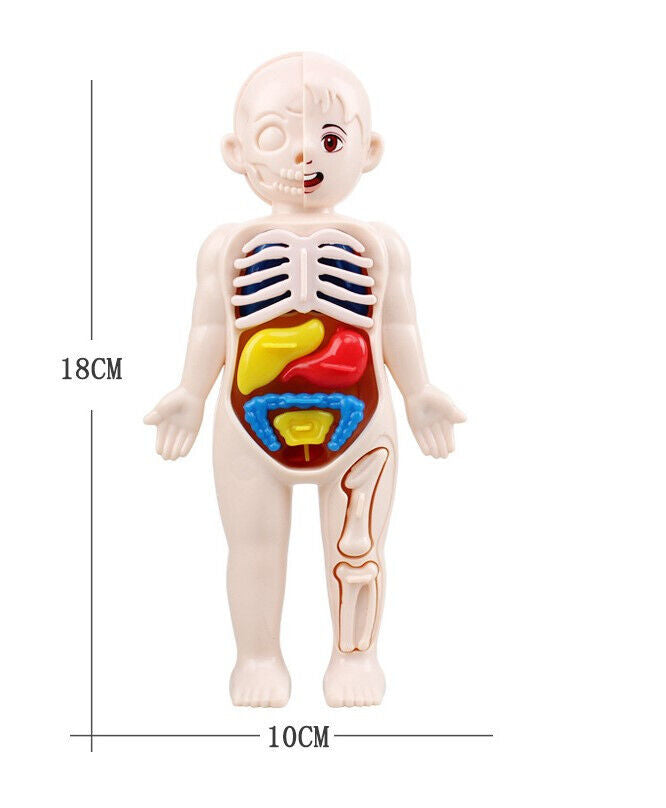 Human Body Anatomy 3D Puzzle  Kids  Learning Toy - Chys Thijarah